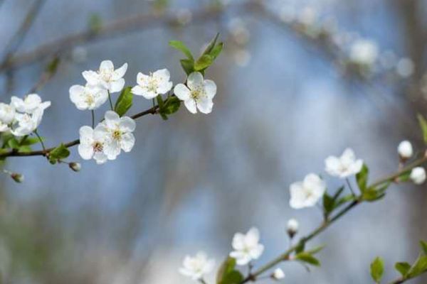 Vremea 22 martie - Cod galben de intensificări ale vântului - Vine și primăvara cu temperaturi de peste 20 de grade