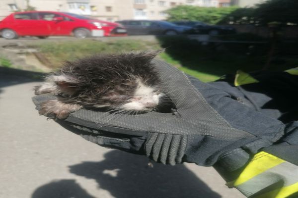 FOTO/Pisicuță salvată de pompieri