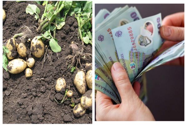 Sprijin de 15 milioane de lei pentru cultivatorii de cartofi