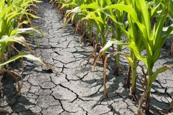 SECETĂ în România! Ministrul Agriculturii: „Sunt 4 instrumente de sprijin pentru fermieri”