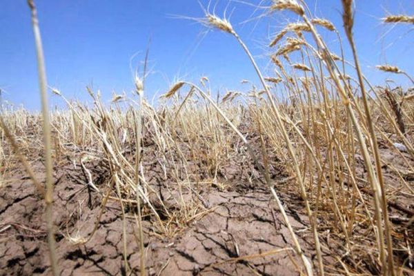 Fermierii vor putea să schimbe destinaţia culturii afectate de secetă