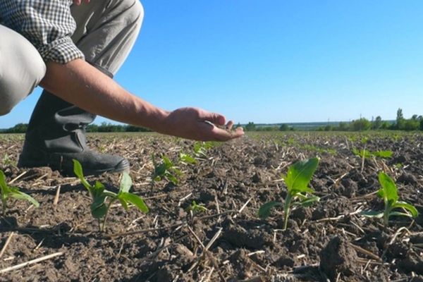 Mii de hectare de teren agricol compromise din cauza secetei