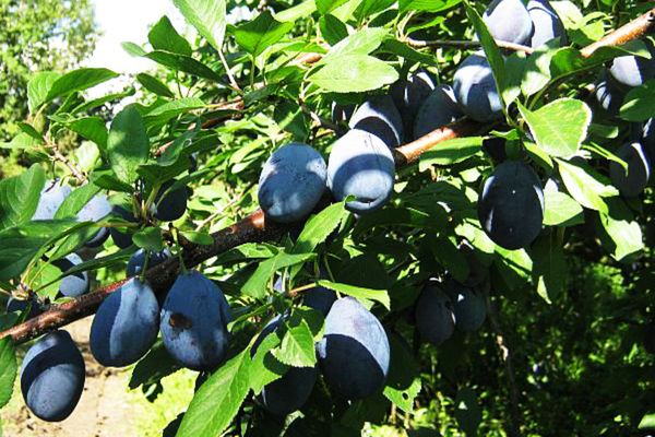 Consumul de prune este INTERZIS dacă suferiți de una din aceste boli