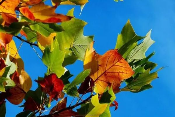 Prognoza meteo, 27 octombrie. Vreme caldă și frumoasă în toată țara. În ce zone vor fi cele mai ridicate temperaturi