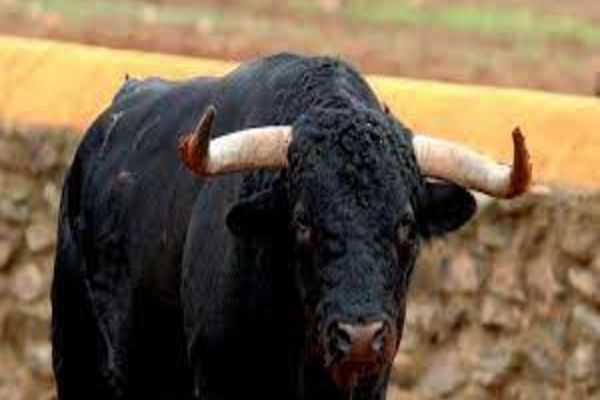 MOARTE VIOLENTĂ în Alba: Bătrân ucis de taurii pe care îi avea