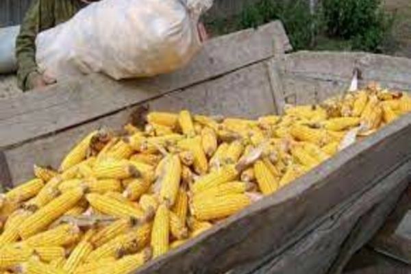 Prinși cu o căruță plină de porumb furat