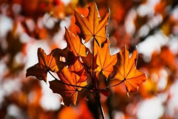 Vremea 3 noiembrie - Scad temperaturile în majoritatea zonelor