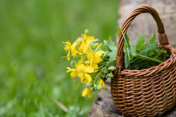 Rostopasca și beneficiile sale pentru sănătate