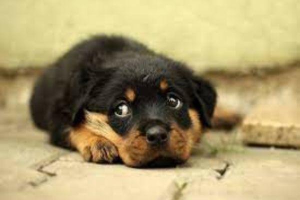 Cât costă un “RCA pentru câine” și cine este obligat să îl cumpere?