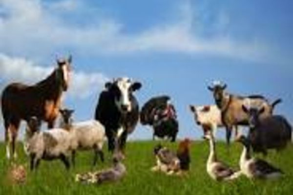 MADR a lansat prima intervenție din Planul Strategic 2023-2027. SUMA uriașă alocată pentru acest program