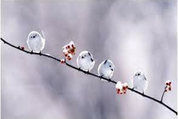 Superstiţii şi obiceiuri în luna FEBRUARIE (Făurar)