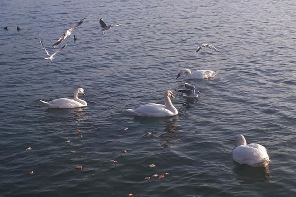 Măsuri care trebuie respectate de către crescătorii de păsări pentru prevenirea apariției gripei aviare