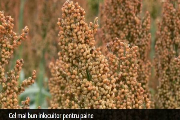 Cel mai bun și sănătos înlocuitor pentru pâine. Prea puțini oameni știu de beneficiile consumului acestui aliment