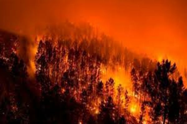 Sprijin financiar pentru refacerea potențialului forestier afectat de incendii, de fenomene meteorologice nefavorabile