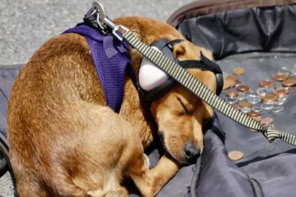 1 martie, miercurea ALARMELOR. Cum ne protejăm animalele de casă de sunetul sirenelor