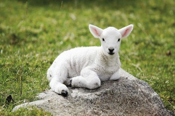 De ce e mai scump mielul de Paște în 2023 - Drama fermierilor români și lipsa măsurilor statului, dezvăluite la România Suverană