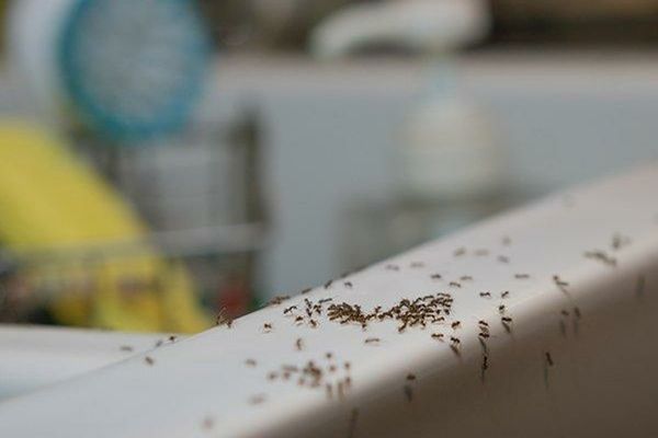 Nu știi cum să mai scapi de FURNICILE din locuința ta? 6 REMEDII naturale, absolut uimitoare