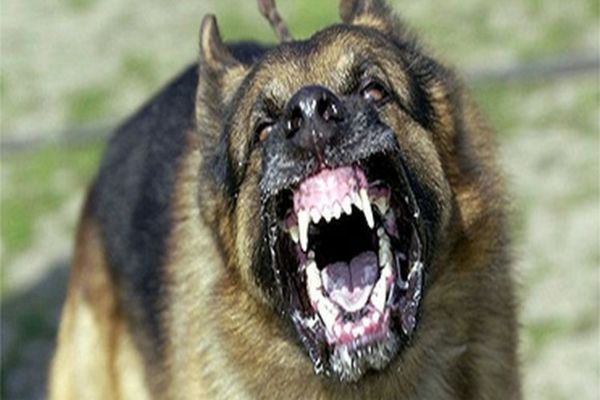 Bărbat reținut după ce și-a bătut un vecin și și-a lăsat câinele să-l muște