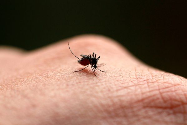 Țânțarii, atrași de mirosul săpunului. Cu ce să ne spălăm ca să-i ținem departe de noi