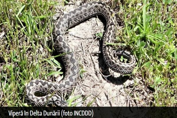 Record de VIPERE în Delta Dunării. Specialiștii au observat zeci de șerpi veninoși