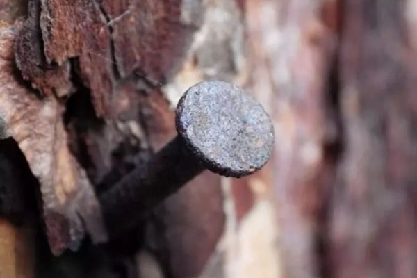 De ce trebuie să bați un cui ruginit în pomii fructiferi