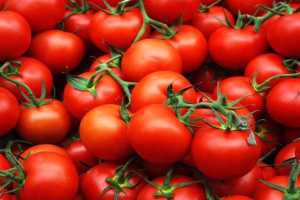 Dosarul Tomata Otrăvită. Traficanții de chimicale au vândut otravă la fermieri din toată țara