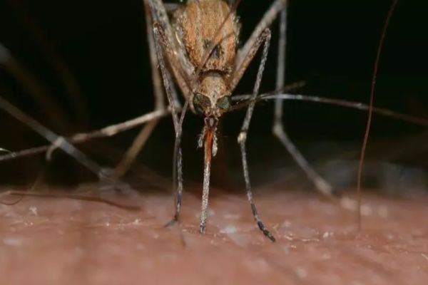 Această grupă de sânge este un adevărat magnet pentru țânțari. Specialiștii au deslușit preferințele supărătoarelor insecte