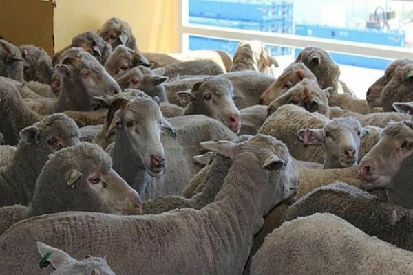 Fraudă cu fonduri europene: doi bărbați, condamnați după ce au trecut berbecii de rasă Țurcană, fictiv, pe hârtie