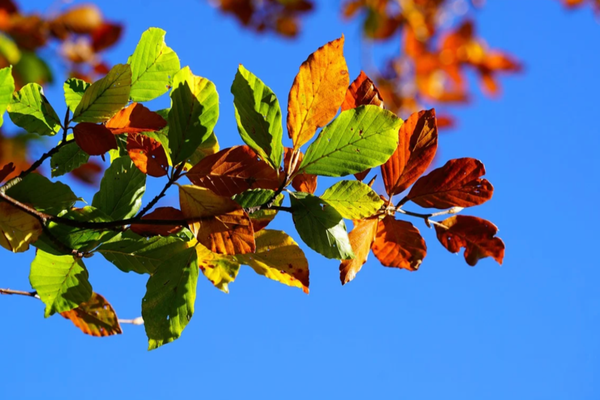 Prognoza meteo 12 noiembrie: Temperaturi peste normal și ceață locală în mai multe regiuni