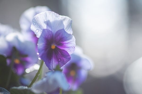 ANM - Schimbări radicale ale vremii, înainte de Paște