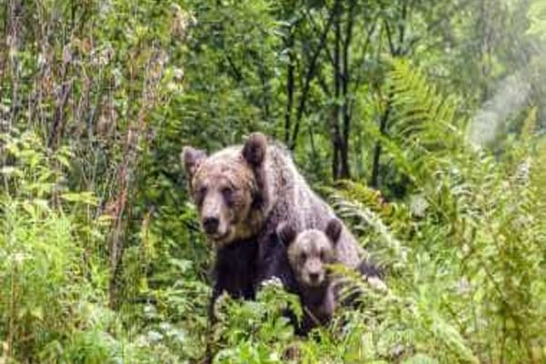 URȘII ÎNTRĂ TOT MAI DES ÎN LOCALITĂȚI. PREFECTUL DIN NEAMȚ CONVOACĂ URGENȚĂ PE VALEA MUNTELUI