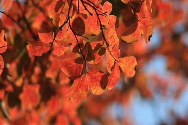 Prognoză meteo 3 decembrie. Vreme mohorâtă, ploi slabe și ceață în multe zone ale țării