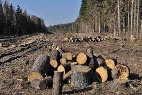 TĂIERILE ILEGALE ÎN PĂDURILE DE STAT AU ADUS PAGUBE DE 7,3 MILIOANE DE LEI
