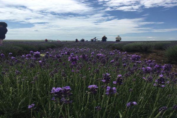 FEMEIE PRINSĂ FURÂND LAVANDĂ ÎN SECTORUL 6, AMENDATĂ DE DOUĂ ORI ÎN MAI PUȚIN DE O ORĂ