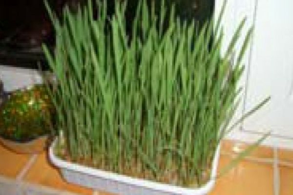 De ce trebuie pus grâu la încolțit de Sfântul Andrei. Ce spune tradiția, de fapt?