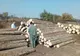 Poliţiştii au confiscat aproape 300 de mc de material lemnos