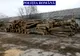 Transportatori de material lemnos amendați cu 10.000 de lei