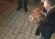 FOTO: Câine salvat dintr-o fântănă de pompierii din Alba Iulia