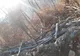 MASACRU în Rezervația Naturală Scărița Belioara. Păduri devastate, buturugi și tranșee de cauciucuri.