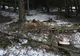 A murit văzându-și pădurea defrișată ! Afaceri monstruase închid gura autoritaților din Alba
