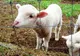Prins transportând carne de miel fără acte