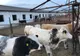 Patru baze de achiziții pentru specia bovine, autorizate de D.S.V.S.A. Alba