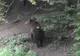 Ursul apărut de câteva zile în zona Alba Iulia a  atacat o gospodărie. Au fost trase focuri de armă