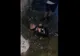 Imagini de GROAZĂ în Cugir. Băiețel bătut și umilit de un grup de copii.