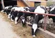 Controale la peste 140 de exploatații de animale din Alba privind respectarea cerințelor pentru acordarea subvențiilor