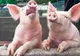 Primăria orașului Cugir : Starea de alertă epidemiologică permanentă - PESTĂ PORCINĂ AFRICANĂ