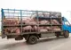Transport ilegal de porci identificat pe raza județului Alba!