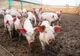 Noi cazuri de Pestă Porcina Africană și în Alba. Actualizarea situației privind evoluția bolii