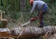 Prinși în timp ce tăiau ilegal arbori din pădure