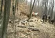 A tăiat arbori din pădurea primăriei 